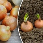 Geram derliui tik dvi spalio mėnesio datos: kada sodinti žieminius