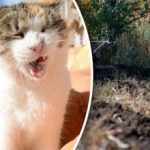 Ką sodinti žiemai, kad pavasarį būtų galima nuimti pirmąjį derlių: