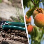Kada geriau genėti medžius – rudenį ar pavasarį: ekspertų patarimai