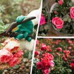 Kaip iš vienos rožės užauginti visą lysvę: metodas, kuris tiks net pradedantiesiems Kaip iš vienos rožės užauginti visą lysvę: metodas, kuris tiks