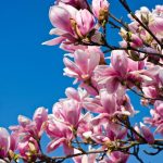 Kaip persodinti magnoliją, kad medis tikrai įsišaknytų naujoje vietoje