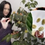 Kavamedis bute: kaip ukrainietė jau 8 metus augina savo kavą