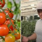 Kodėl pomidorai „užstringa” augdami: paslėptos priežastys ir problemos sprendimo būdai