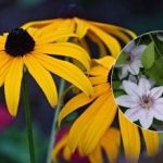 Kurių augalų negalima genėti spalio mėnesį: gėlių, kurioms gresia mirtis, sąrašas Kurių augalų negalima genėti spalio mėnesį: gėlių, kurioms gresia mirtis,