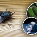 Musės išnyks akimirksniu: geriausios natūralios priemonės nuo vabzdžių