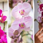Orchidėja žydės rudenį, jei kartą per mėnesį ją maitinsite viena