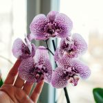 Orchidėjos žydės žiemą, jei kartą per mėnesį jas laistysite tuo