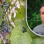 Paprastas triukas geram derliui: sodininkas atskleidė pagrindinį vynuogių priešą