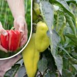 Paprikos pradeda raudonuoti per kelias dienas: paprastas būdas pagreitinti paprikų