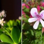 Parduotuvėje to nenusipirksite: "močiutės" pašaras, skirtas sodriam bet kokių augalų žydėjimui. Parduotuvėje to nenusipirksite: „močiutės” pašaras, skirtas sodriam bet kokių augalų