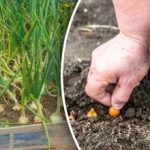 Pavasarinis derlius neprapuls: palankios dienos rudeniniam svogūnų sodinimui po žiemos Pavasarinis derlius neprapuls: palankios dienos rudeniniam svogūnų sodinimui po žiemos