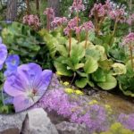 Rudeninio genėjimo klaidos: kuriuos augalus geriau palikti ramybėje iki pavasario Rudeninio genėjimo klaidos: kuriuos augalus geriau palikti ramybėje iki pavasario