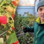 Rudeninis aviečių genėjimas nauju būdu: paprastas metodas, kuris pakeičia derlių pavasarį Rudeninis aviečių genėjimas nauju būdu: paprastas metodas, kuris pakeičia derlių