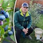 Rudeninis šilauogių skydas: trys paprasti žingsniai, kaip apsaugoti krūmus nuo