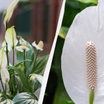Spathiphyllum nesudygs, jei kartą per savaitę atliksite paprastą gydymą
