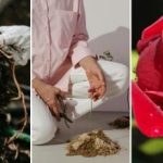 Vienas auginys užaugins jūrą rožių: sodininkystės paslaptis, kuri pravers kiekvienam Vienas auginys užaugins jūrą rožių: sodininkystės paslaptis, kuri pravers kiekvienam