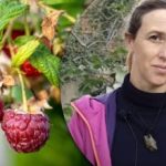 Vienas šaukštas trąšų viską išsprendžia: kaip rudenį sodinti avietes, kad