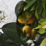 Vitaminas C ant palangės: kaip namuose auginti apelsinmedį