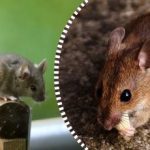 Žiurkės ir pelės išsisklaidys ir išnyks visiems laikams, jei paliksite